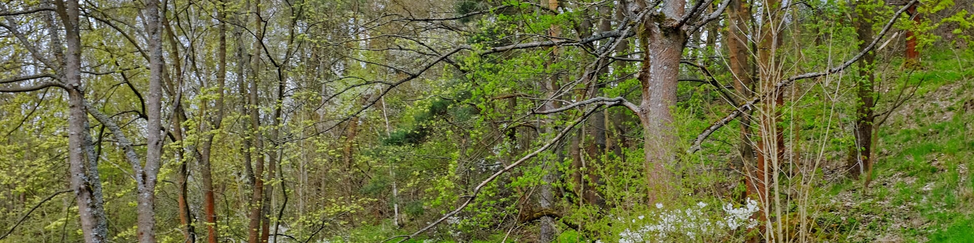 Přírodní rezervace Stráň u Dubiny, Smrčiny, okres Cheb