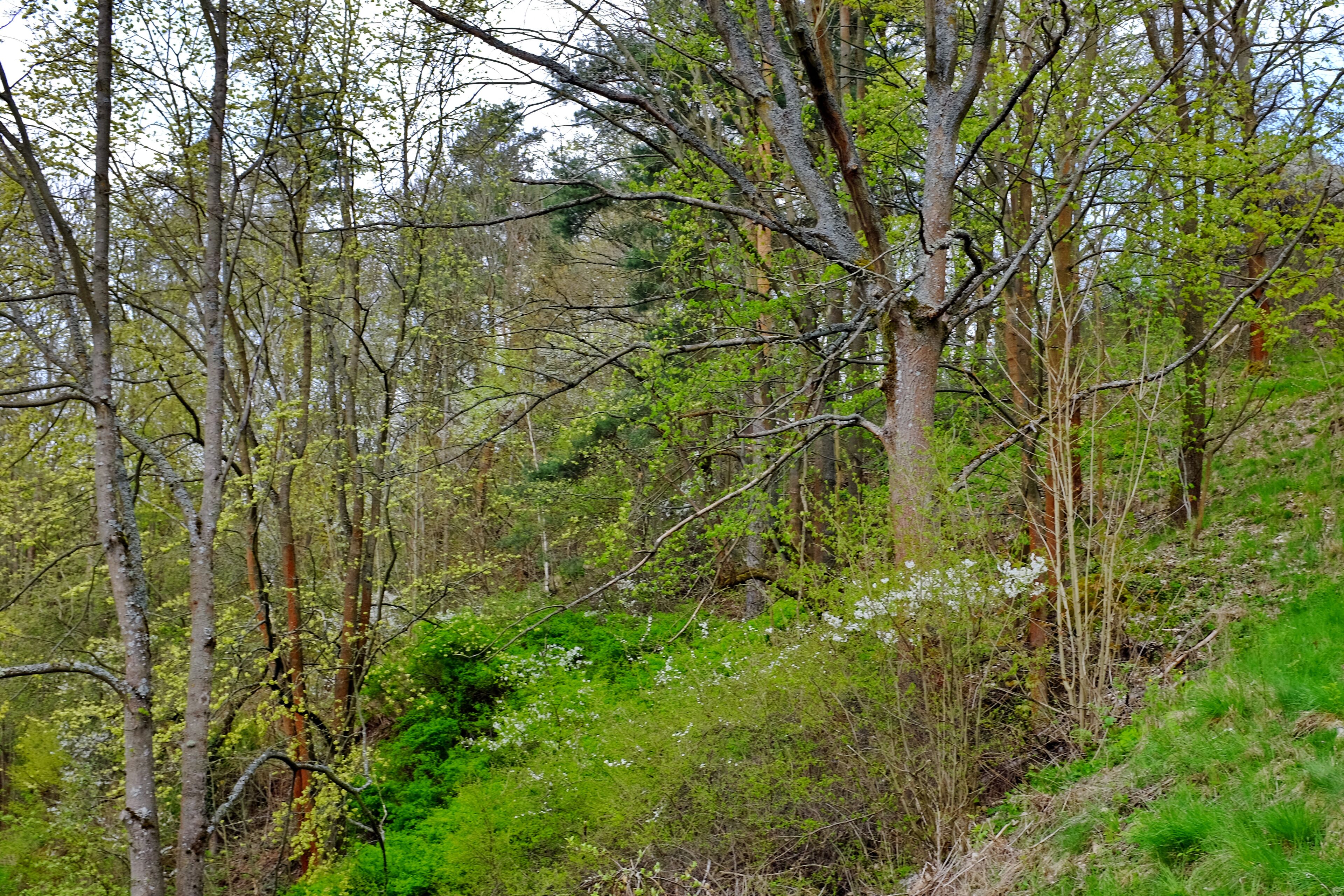 A dense forest with tall trees and green underbrush.