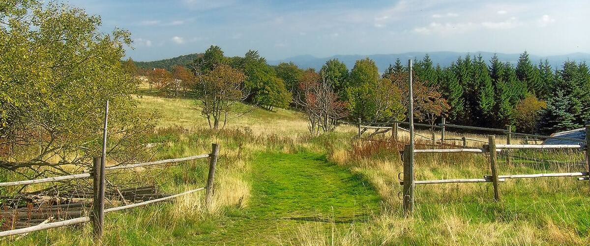 A grassy field with a dirt path, wooden fence, and trees in the background.