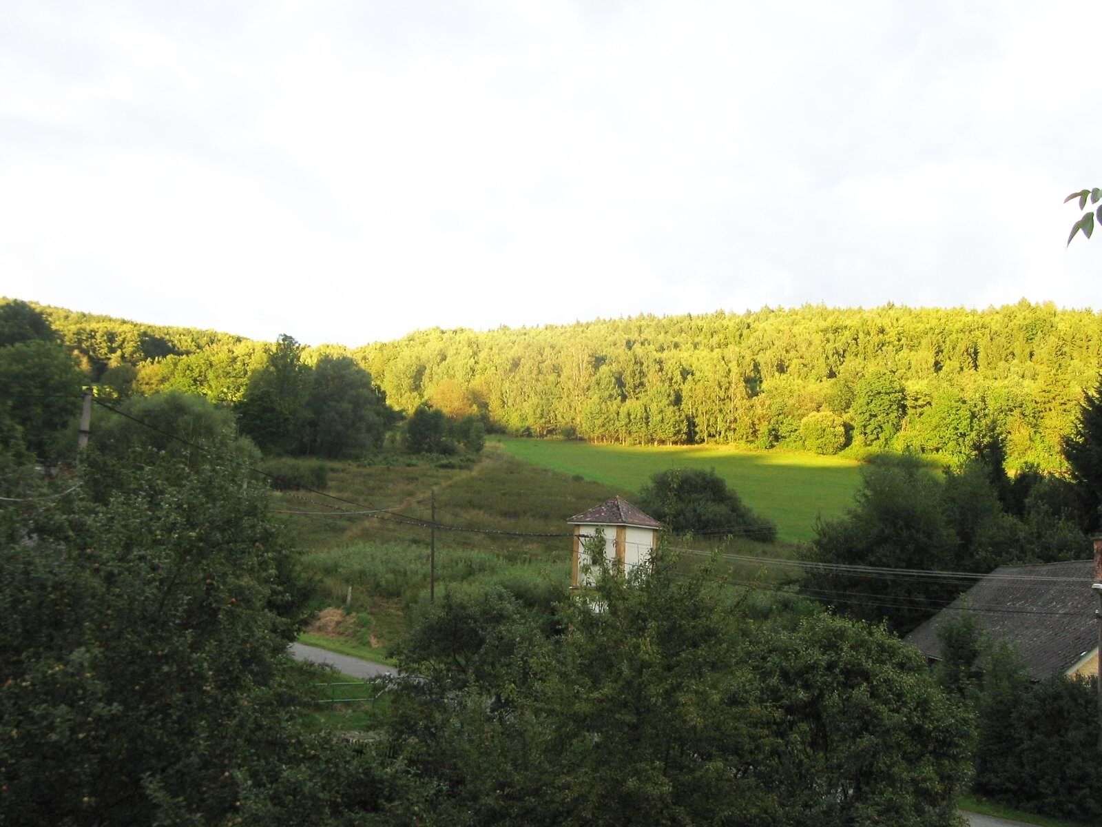 Pohled na osvícený les - v květnu