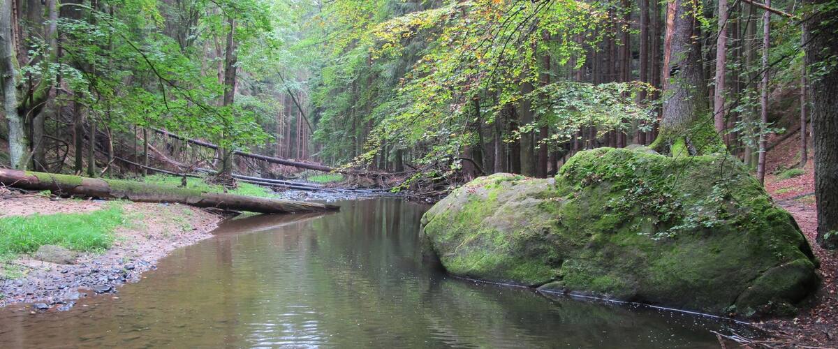 A forest stream with a moss-covered rock and a wooden bridge.
