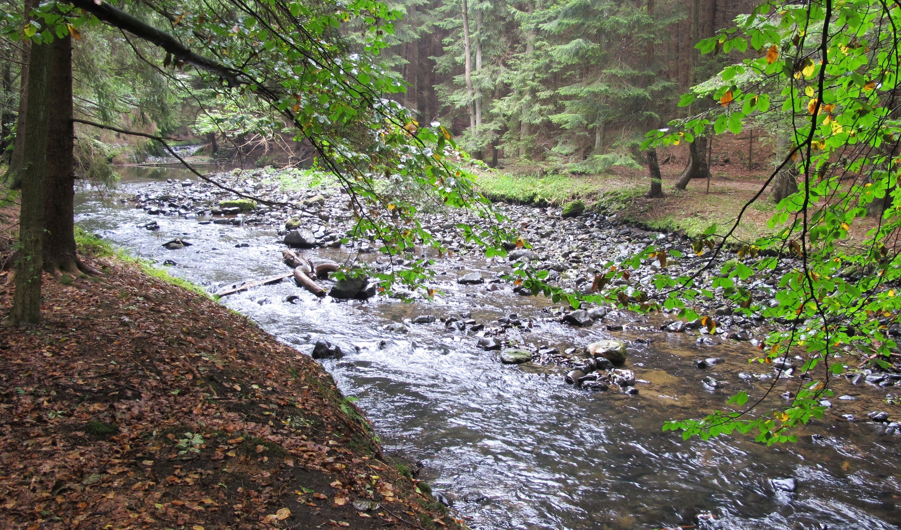 Chřibská Kamenice river in nature reserve Pavlínino údolí near Jetřichovice-Rynartice, Děčín District in Czech Republic