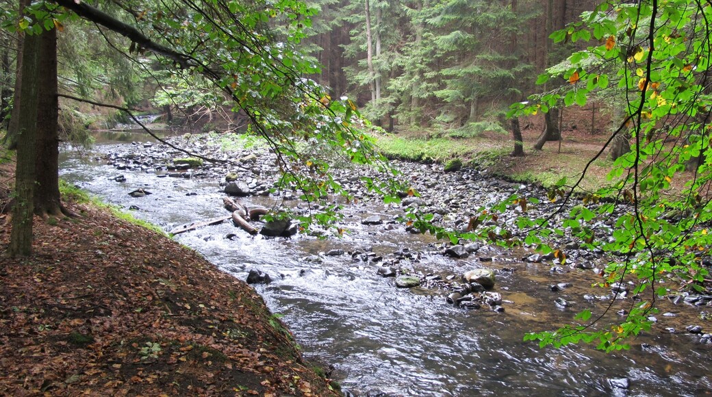 Chลibskรก Kamenice river in nature reserve Pavlรญnino รบdolรญ near Jetลichovice-Rynartice, Dฤฤรญn District in Czech Republic