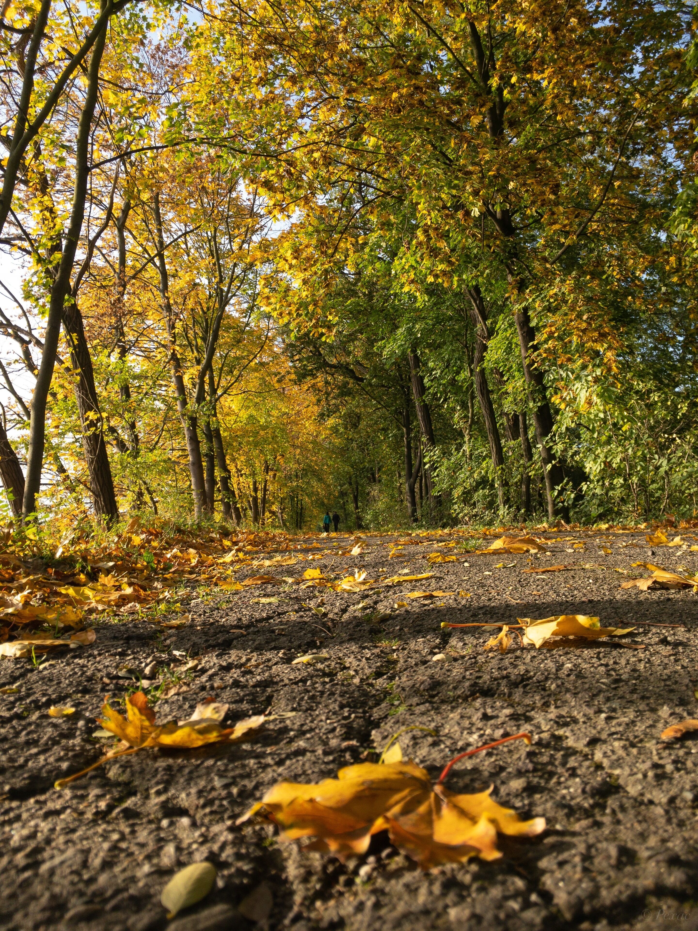 Autumn alley by the Jaroslavice pond