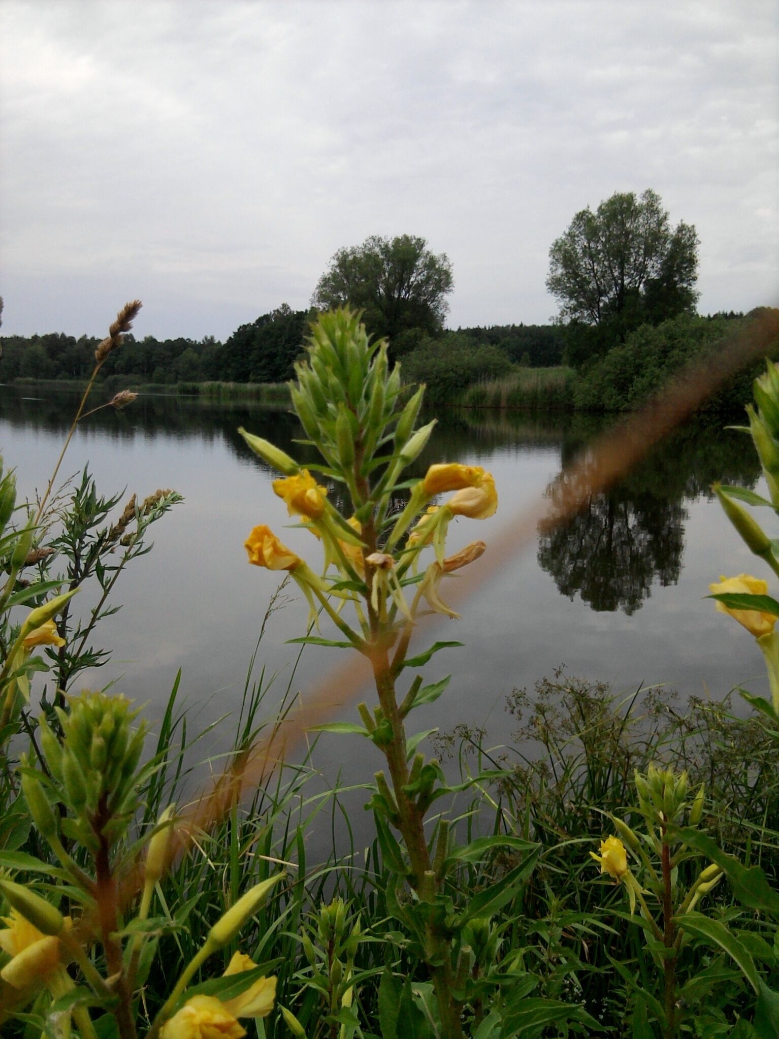 Vrbina obecná, v pozadí Světlík