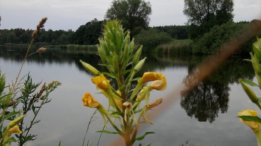 Vrbina obecná, v pozadí Světlík