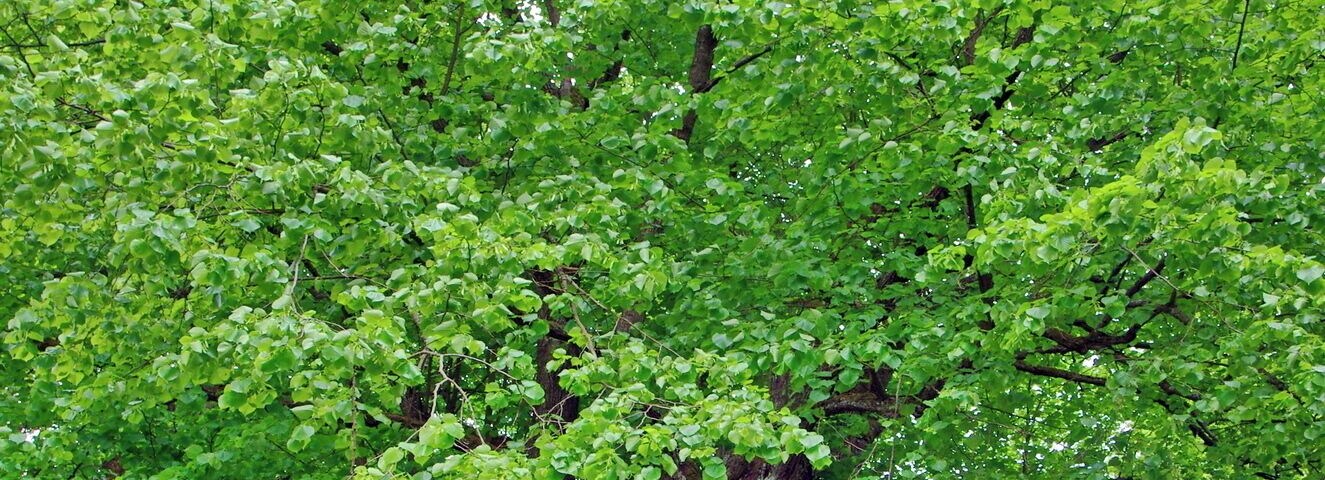 památný strom Lubská lípa, Horní Luby, okres Cheb