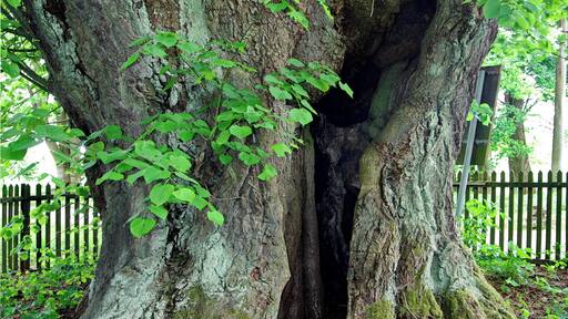 památný strom Lubská lípa, Horní Luby, okres Cheb