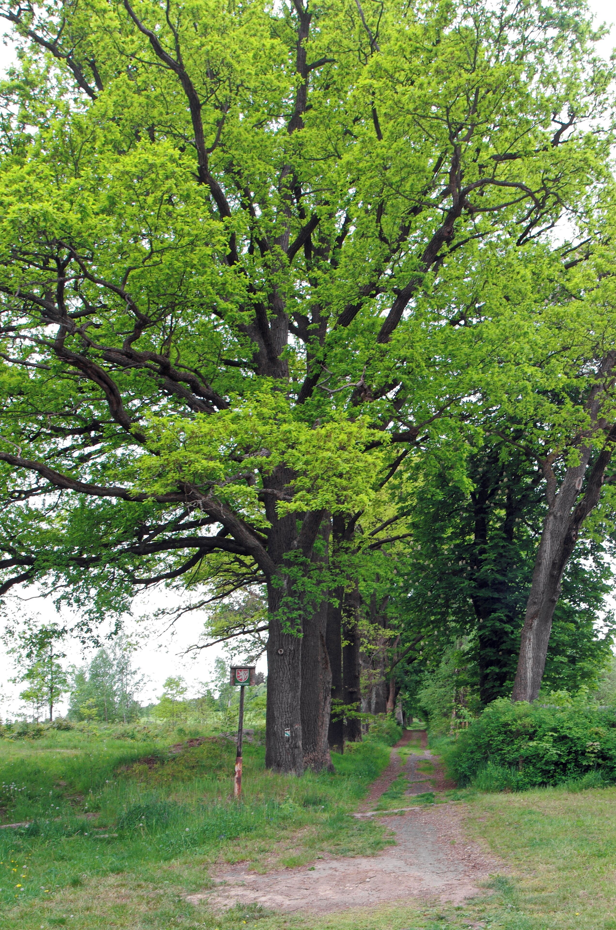 Památné stromy Zámecká alej a skupina buků v Horních Lubech, okres Cheb