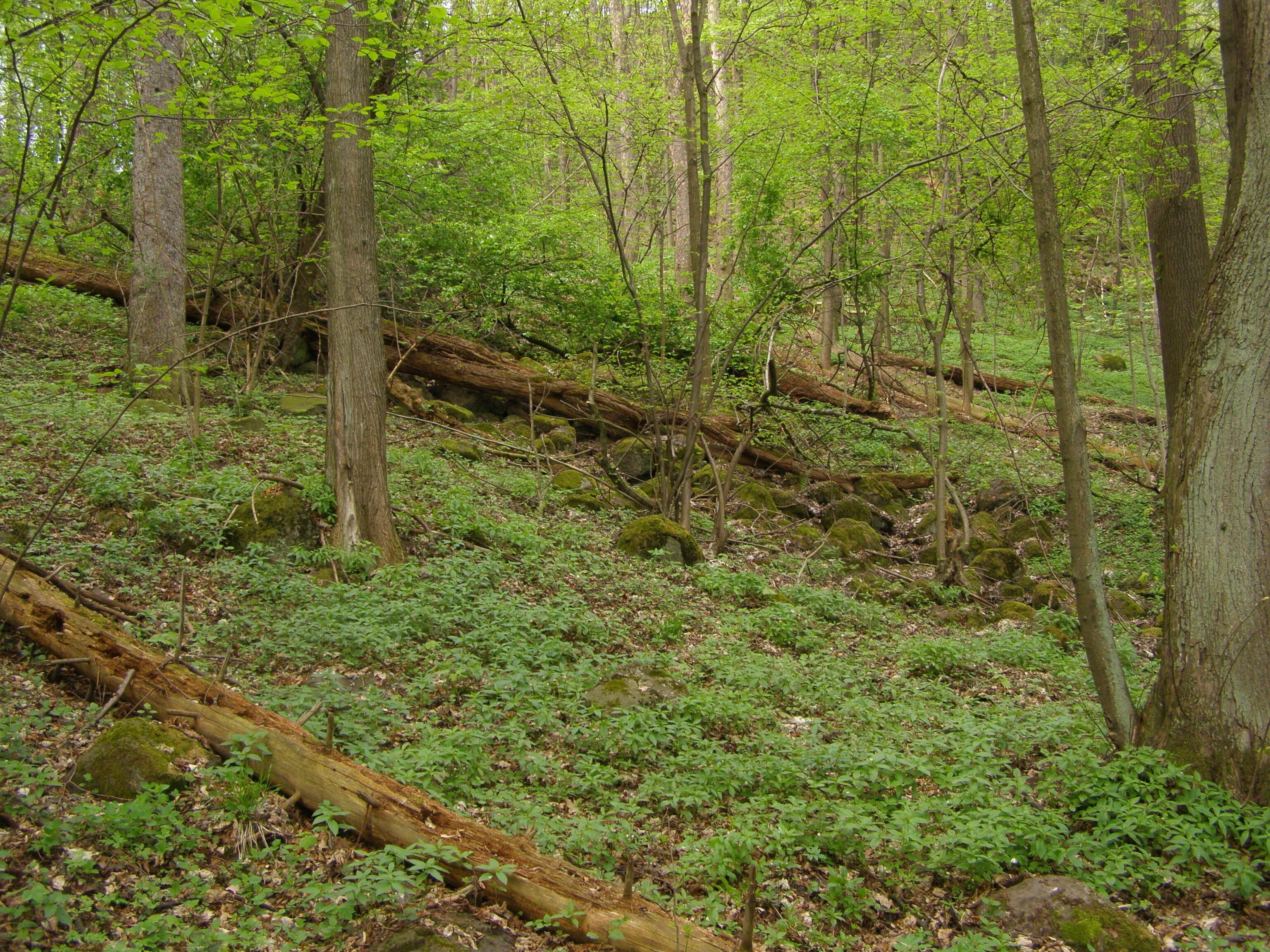 Frýdlantská pahorkatina, Přírodní rezervace Křížový vrch v katastru obce Frýdlant