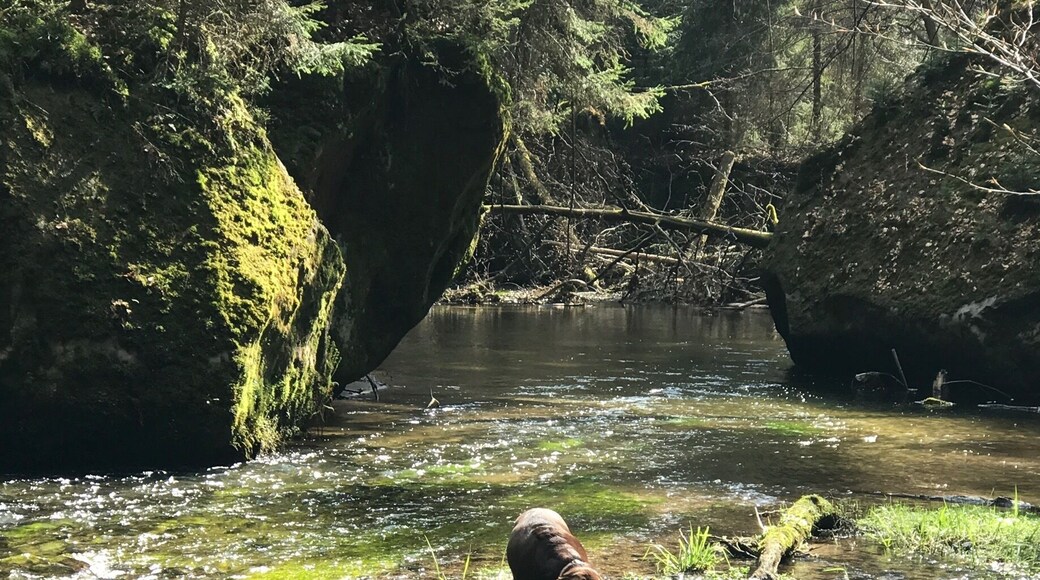 Ein wunderschöner Wanderweg entlang der Kirnitzsch. Glasklares kaltes Wasser