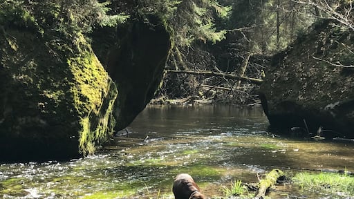 Ein wunderschรถner Wanderweg entlang der Kirnitzsch. Glasklares kaltes Wasser