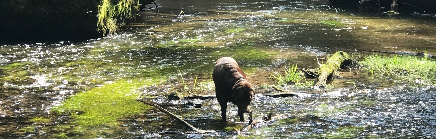 Ein wunderschöner Wanderweg entlang der Kirnitzsch. Glasklares kaltes Wasser