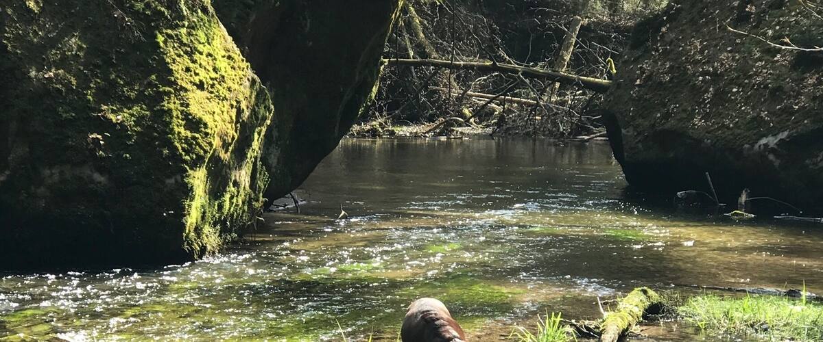 A dog standing in a clear stream surrounded by moss-covered rocks and dense forest.