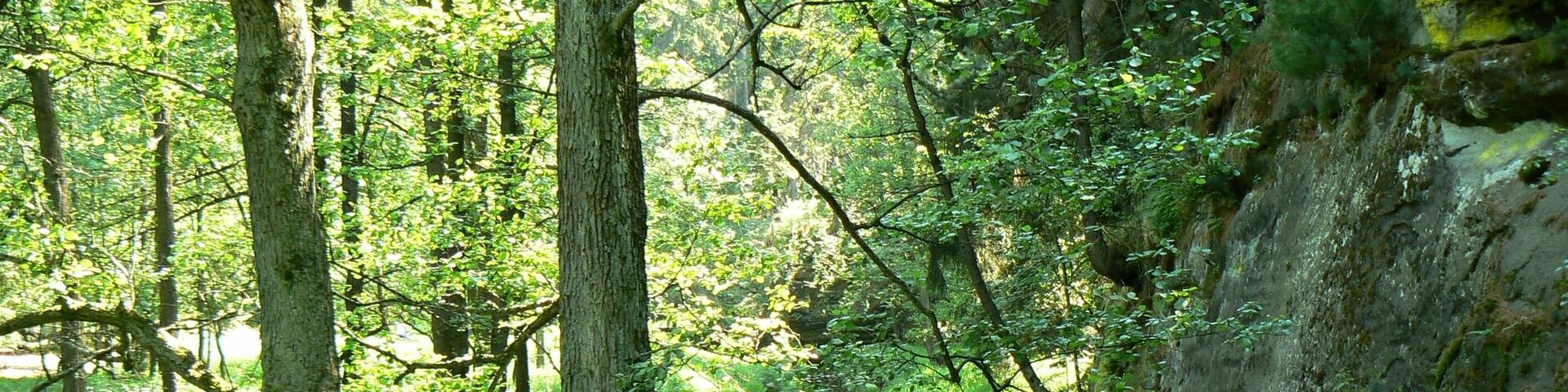 Nature Reserve Pavlino (or Pavlínino) údolí with river Chřibská Kamenice cutted into the Cretaceous sandstones, near Jetřichovice in Děčín District