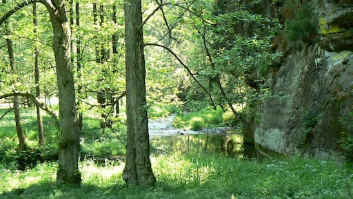Nature Reserve Pavlino (or Pavlínino) údolí with river Chřibská Kamenice cutted into the Cretaceous sandstones, near Jetřichovice in Děčín District