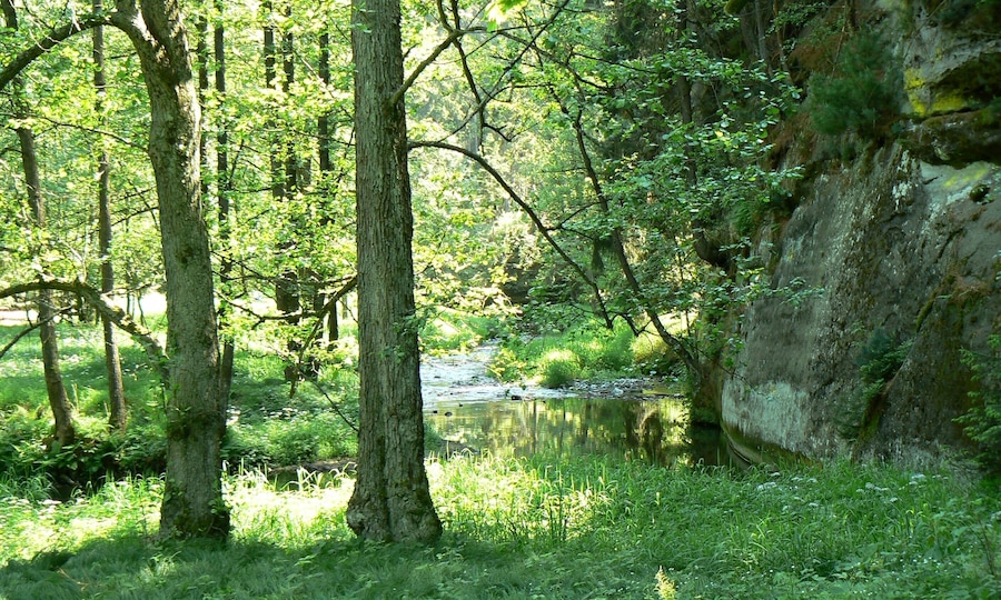 Ein Wald mit einem Bach, Bäumen und einer felsigen Klippe.