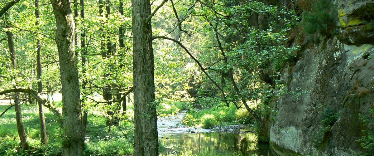 A forest with a stream, trees, and a rocky cliff.