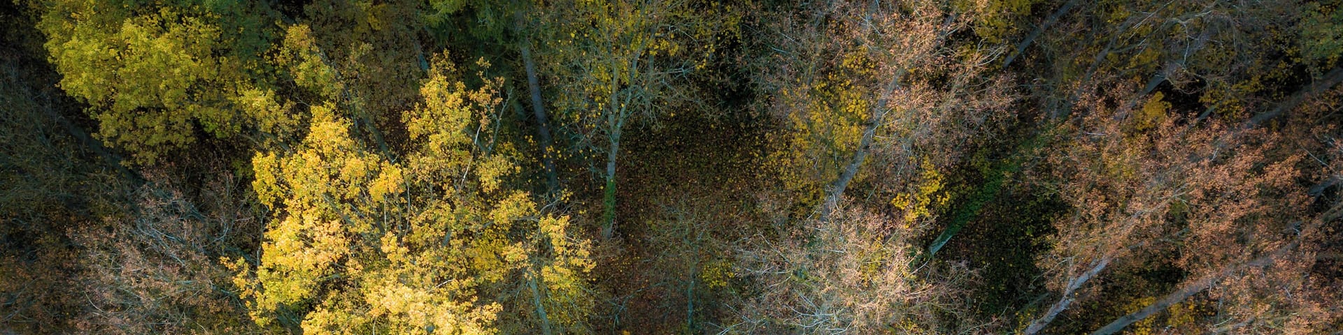 I love the possibility the drone photography gives you. It's true that some of these views are well overused, but I promised to myself that I will try as many approaches to autumn photography I can and here comes another idea with the forgotten forest path.