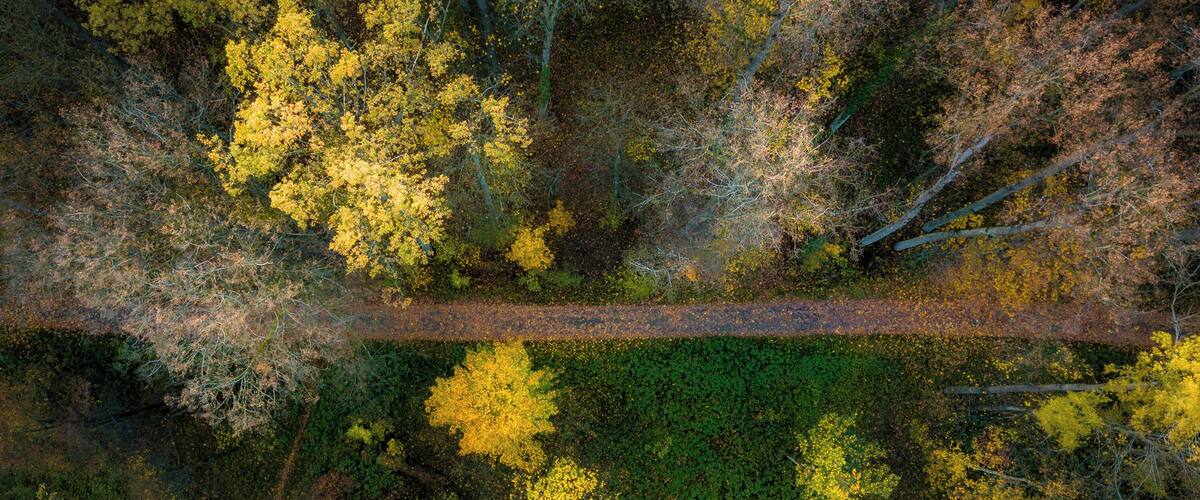 An aerial view of a forest with a narrow dirt path.