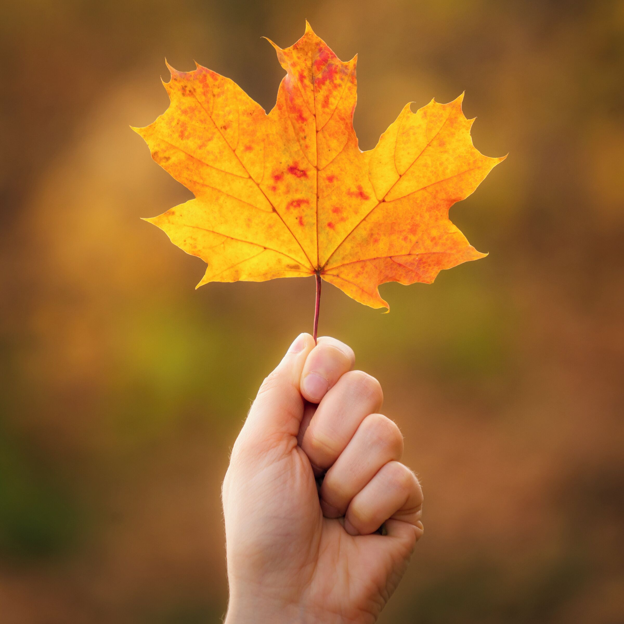 Here is another approach to #AutumnPhotography. Use a colourful background to create "bokeh" look that works very well for a little detail shot like the one I am sharing with you today. The technique is very simple and it can be easily created on any DSLR and also on the latest android/apple phones that are able to adjust the focus or create the double exposure effect.