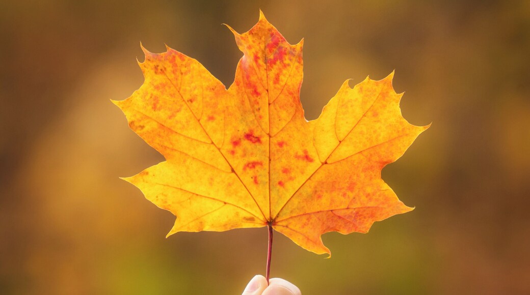 Here is another approach to #AutumnPhotography. Use a colourful background to create "bokeh" look that works very well for a little detail shot like the one I am sharing with you today. The technique is very simple and it can be easily created on any DSLR and also on the latest android/apple phones that are able to adjust the focus or create the double exposure effect.