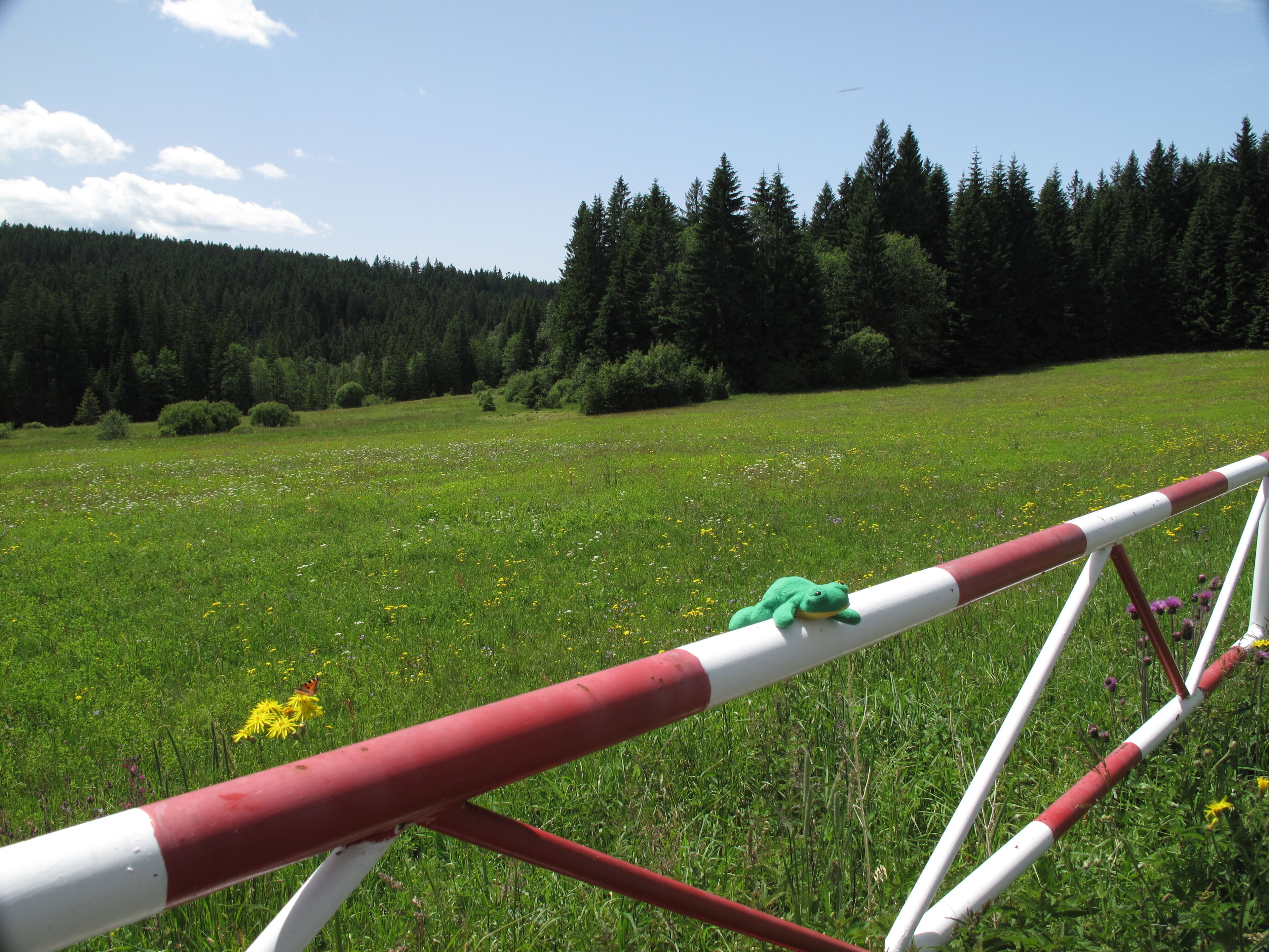 A grassy field with a red and white pole structure, a green frog toy, and a forest in the background.