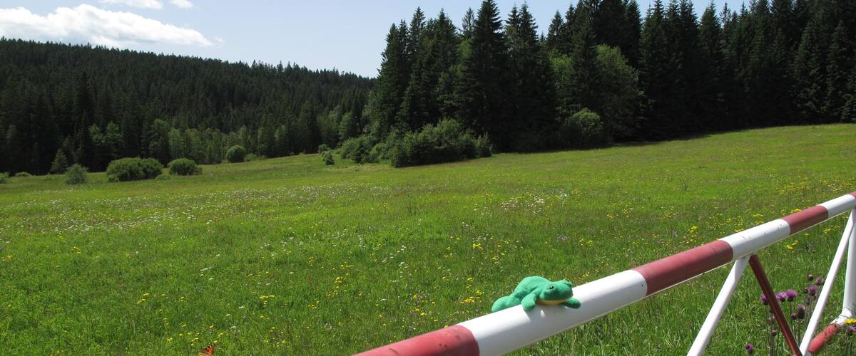 A grassy field with a red and white pole structure, a green frog toy, and a forest in the background.