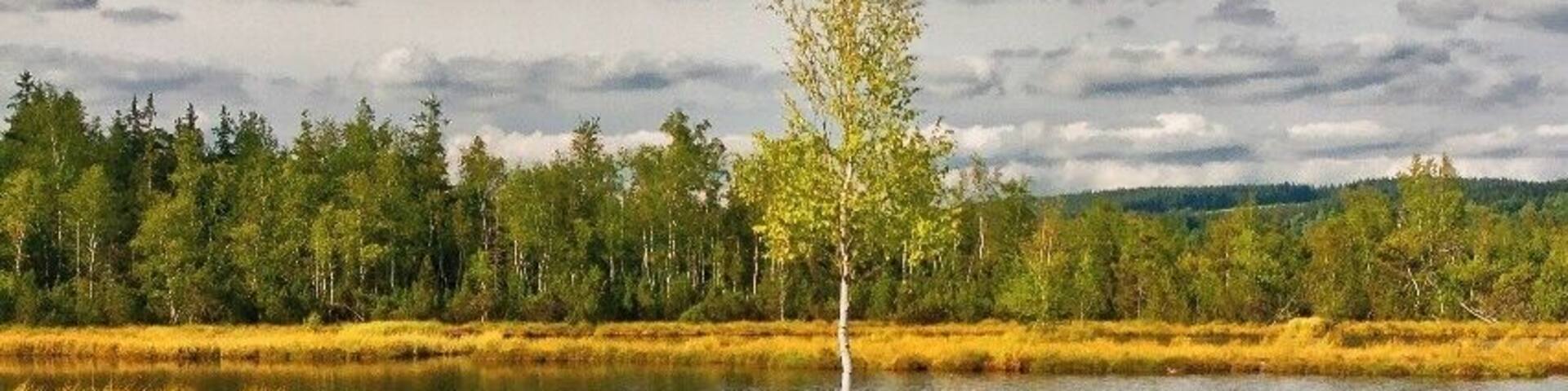 A calm lake with grassy islands and a lone tree in the center.