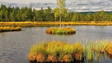 August 2015
Chalupská slať, Šumava, Czech republic
Swamp lake in highmoor Chalupská slať is the biggest in country with 1.2 hectars and is located ca. 950 meters altitude in the Šumava or Boehmerwald mountains National Park reservation in southwest of Czech republic. There are several swimming islands in the lake and peat used to be dug in the border areas of the moor. The typical vegetation consists of spruce, birch and mountain pine, peat moss and heather.