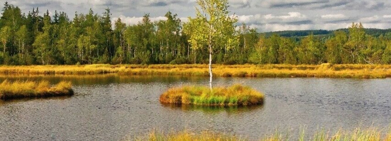 August 2015
Chalupská slať, Šumava, Czech republic
Swamp lake in highmoor Chalupská slať is the biggest in country with 1.2 hectars and is located ca. 950 meters altitude in the Šumava or Boehmerwald mountains National Park reservation in southwest of Czech republic. There are several swimming islands in the lake and peat used to be dug in the border areas of the moor. The typical vegetation consists of spruce, birch and mountain pine, peat moss and heather.