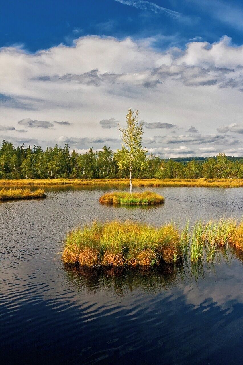 A calm lake with grassy islands and a lone tree in the center.