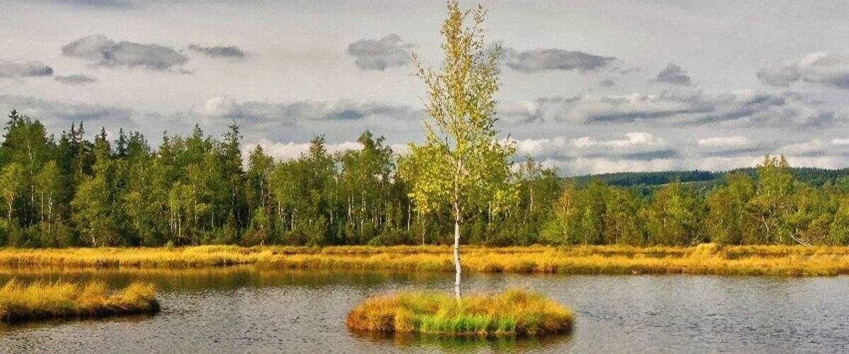 A calm lake with grassy islands and a lone tree in the center.
