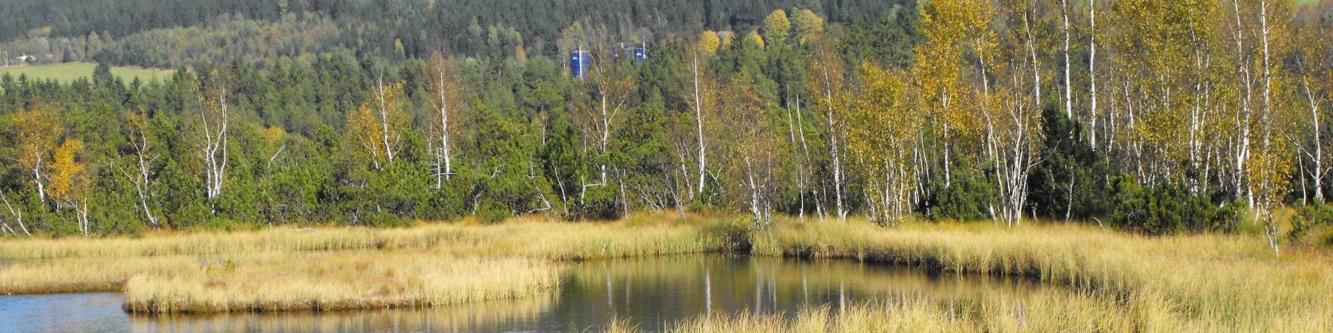 Bog Jezerní Chalupská in the Šumava National Park