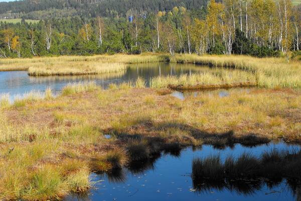 Bog Jezerní Chalupská in the Šumava National Park