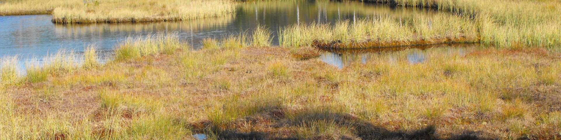 Bog Jezerní Chalupská in the Šumava National Park