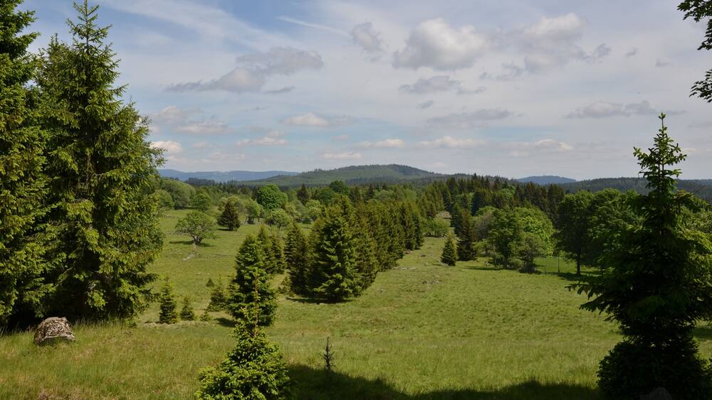 Üppige grüne Landschaft mit dichten Wäldern und sanften Hügeln im Hintergrund.