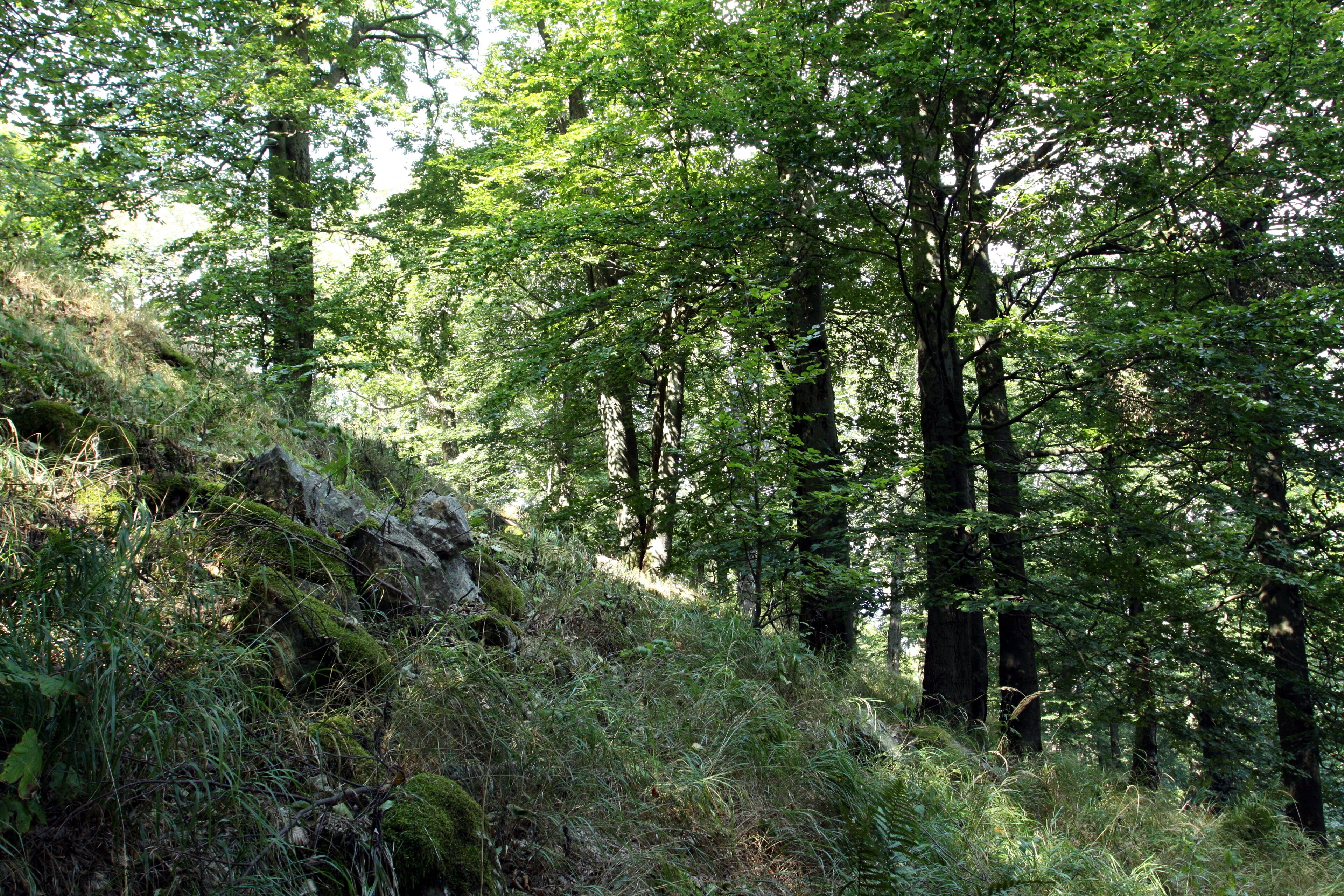 Nature reserve Pleš near Bělá nad Radbuzou in Domažlice District, Czech Republic