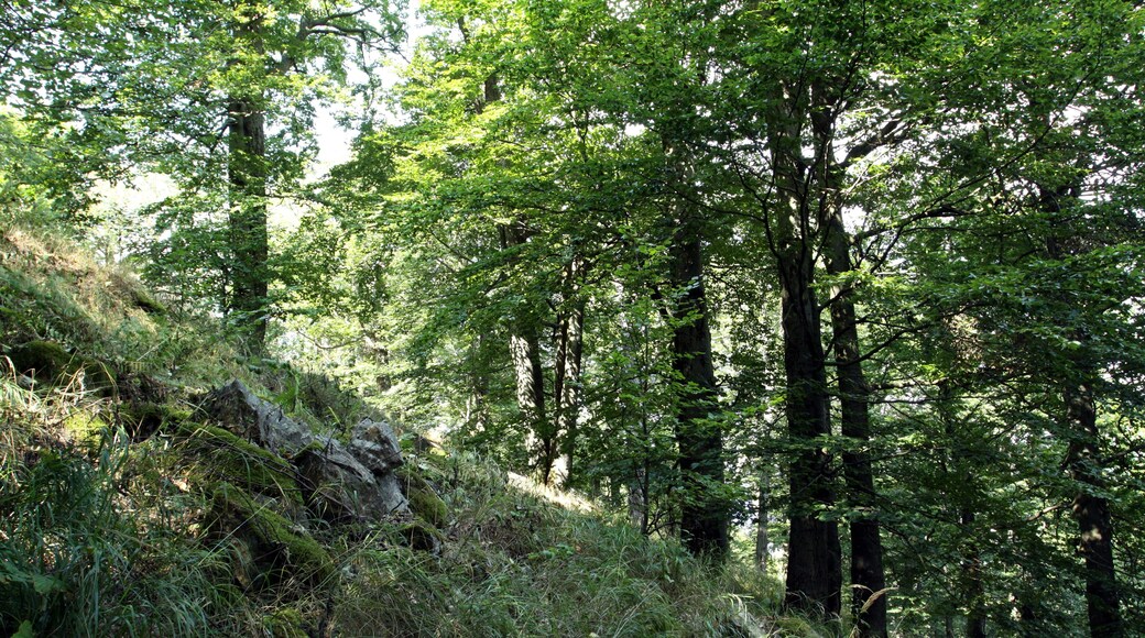 Nature reserve Pleš near Bělá nad Radbuzou in Domažlice District, Czech Republic