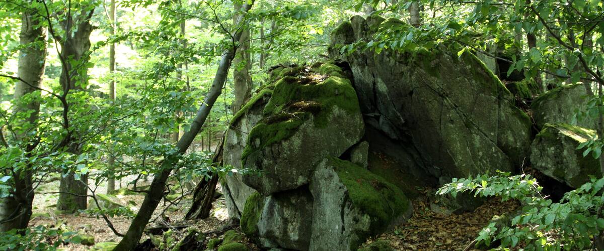 A forest with large moss-covered rocks and dense green foliage.