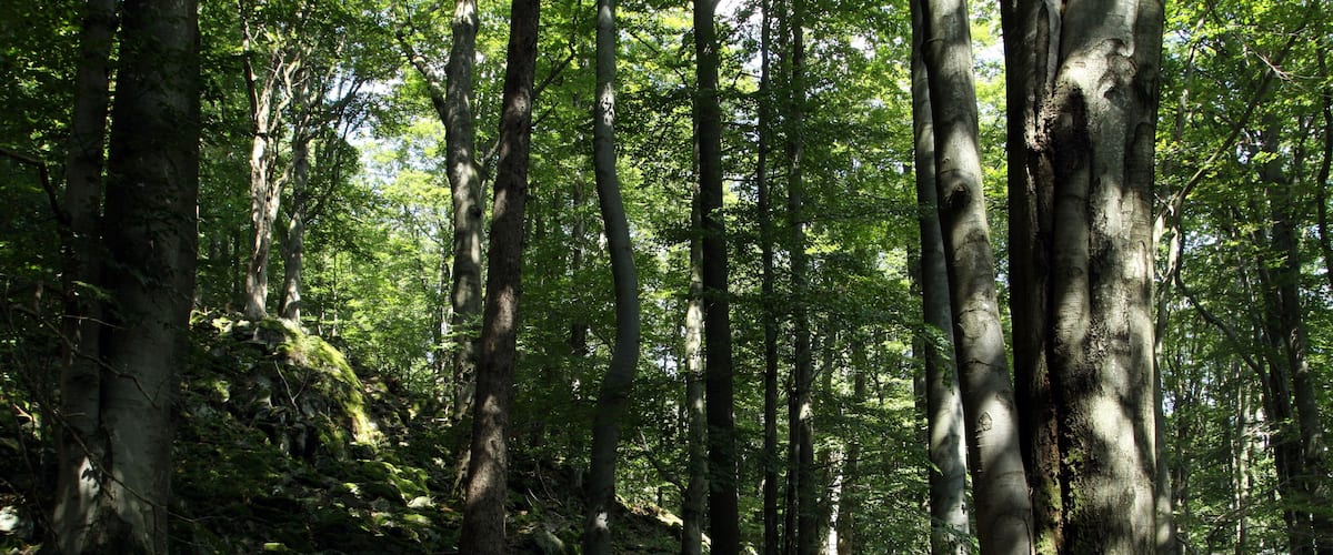 Nature reserce Nad Hutí in Domažlice District, Czech Republic