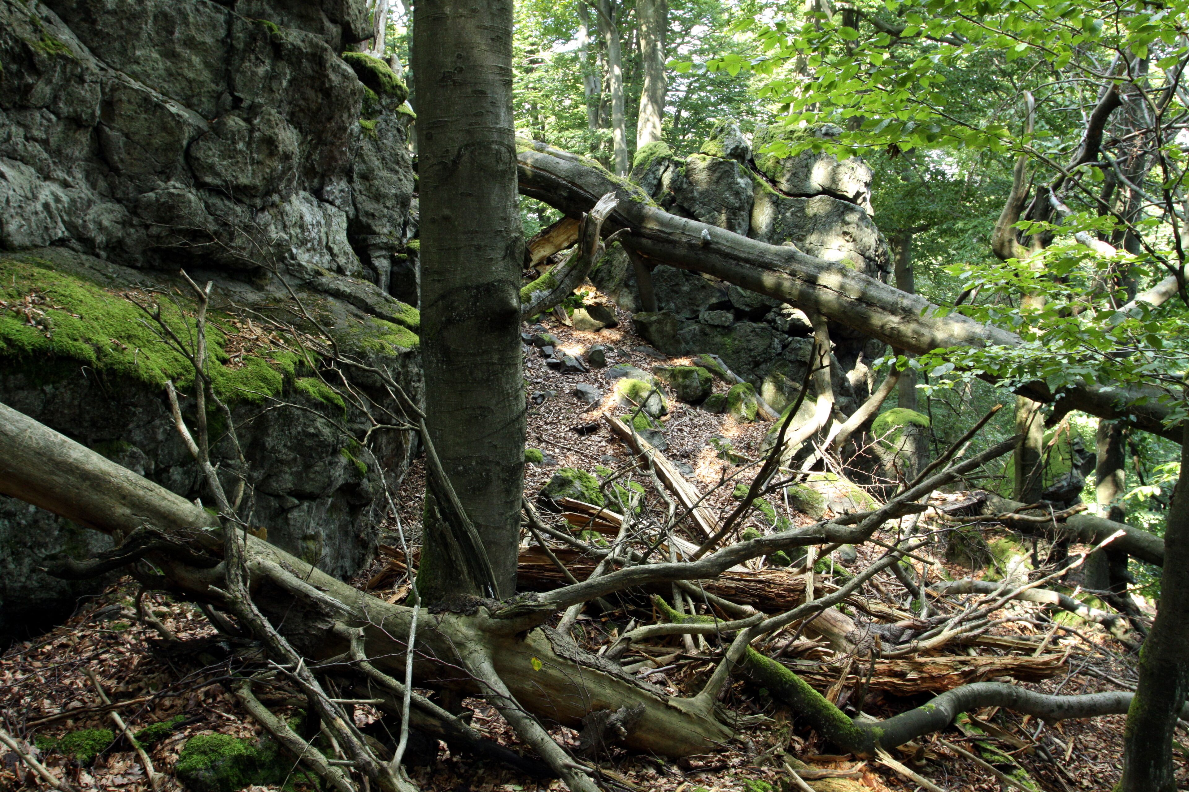 Nature reserve Pleš near Bělá nad Radbuzou in Domažlice District, Czech Republic