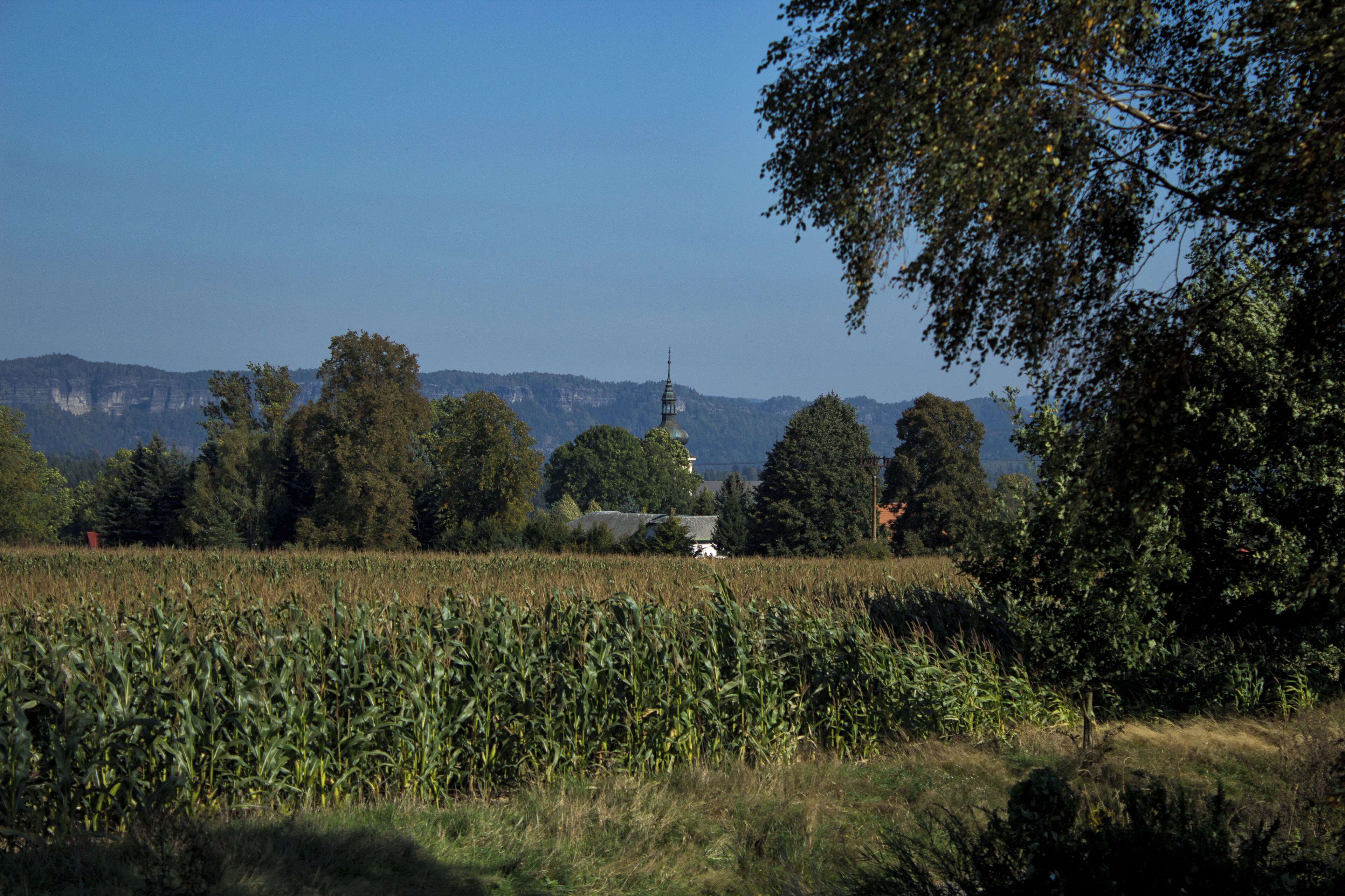 A cornfield with a church and mountains in the background.