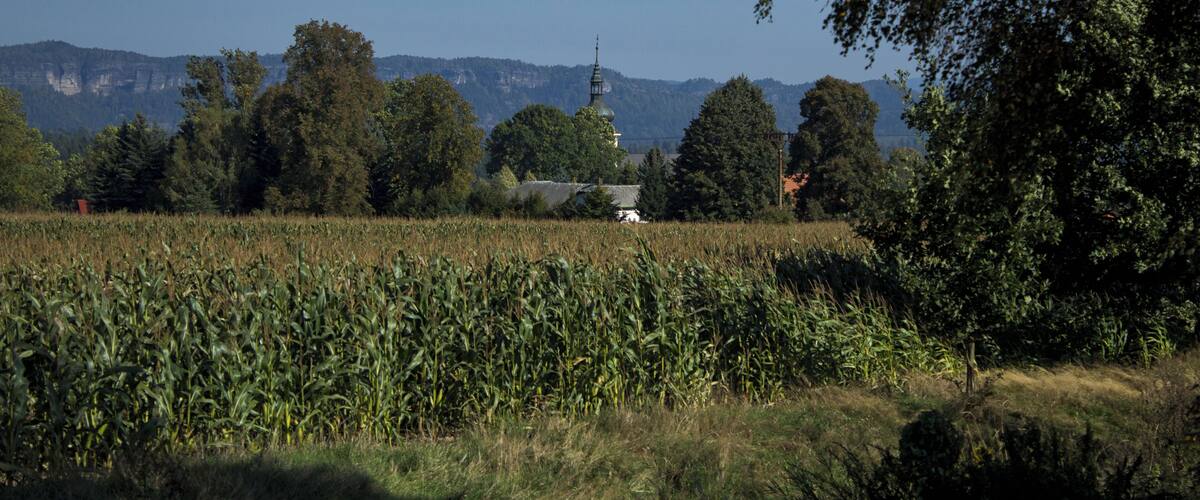 A cornfield with a church and mountains in the background.