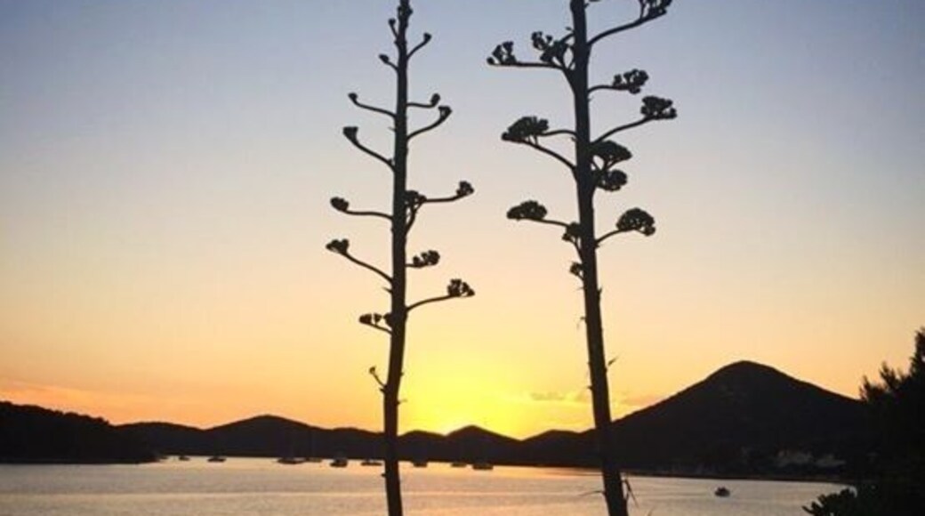 Agave sunset on Molat island #goldenhour