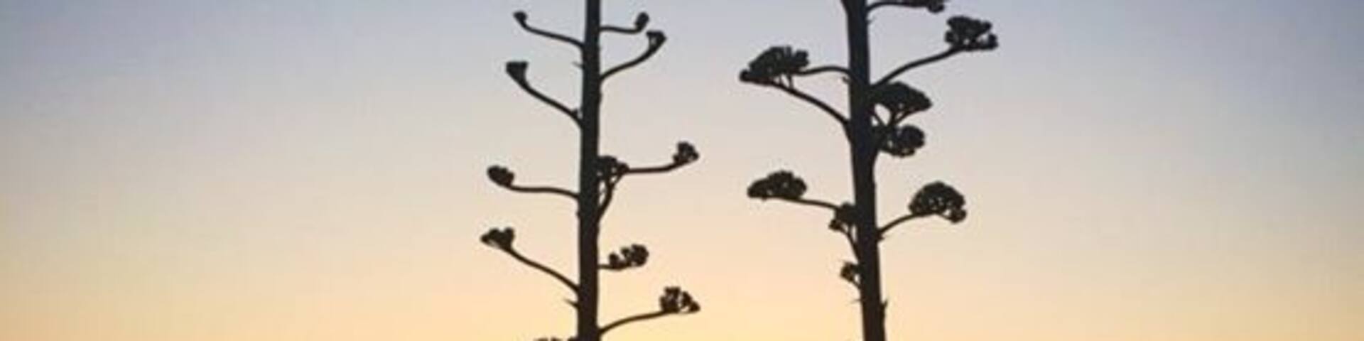 Agave sunset on Molat island #goldenhour