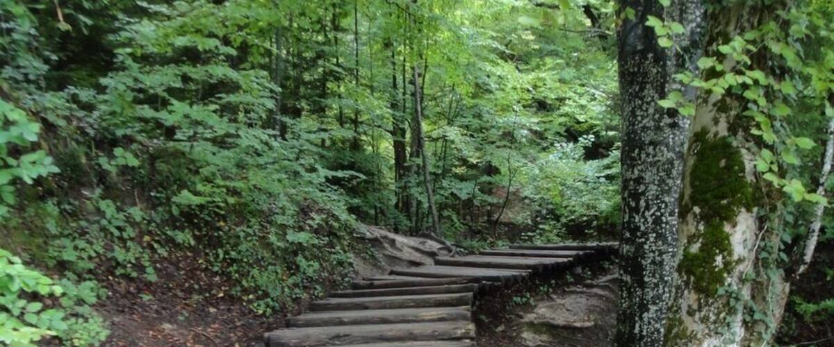 A wooden staircase surrounded by lush greenery and trees.