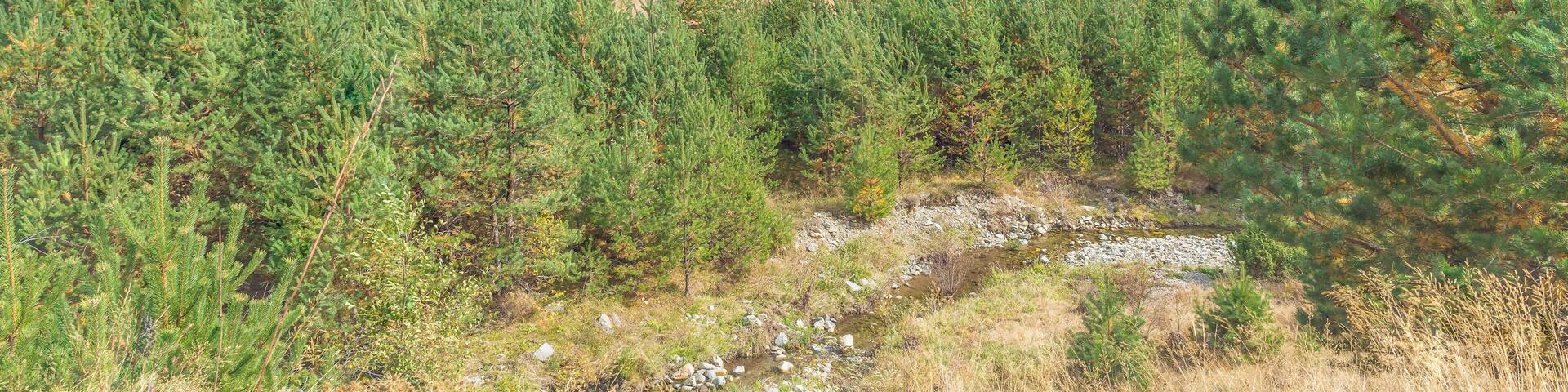 Walking on the southern slopes of Vitosha with just the smallest remains of the river after a dry summer,with the trees showing the start of the Autumn colours on the mountain.