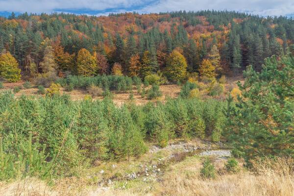 Walking on the southern slopes of Vitosha with just the smallest remains of the river after a dry summer,with the trees showing the start of the Autumn colours on the mountain.
