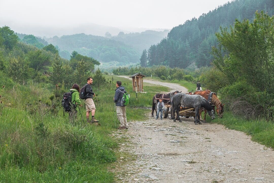 Footpath leading into Vitosha Mountain 